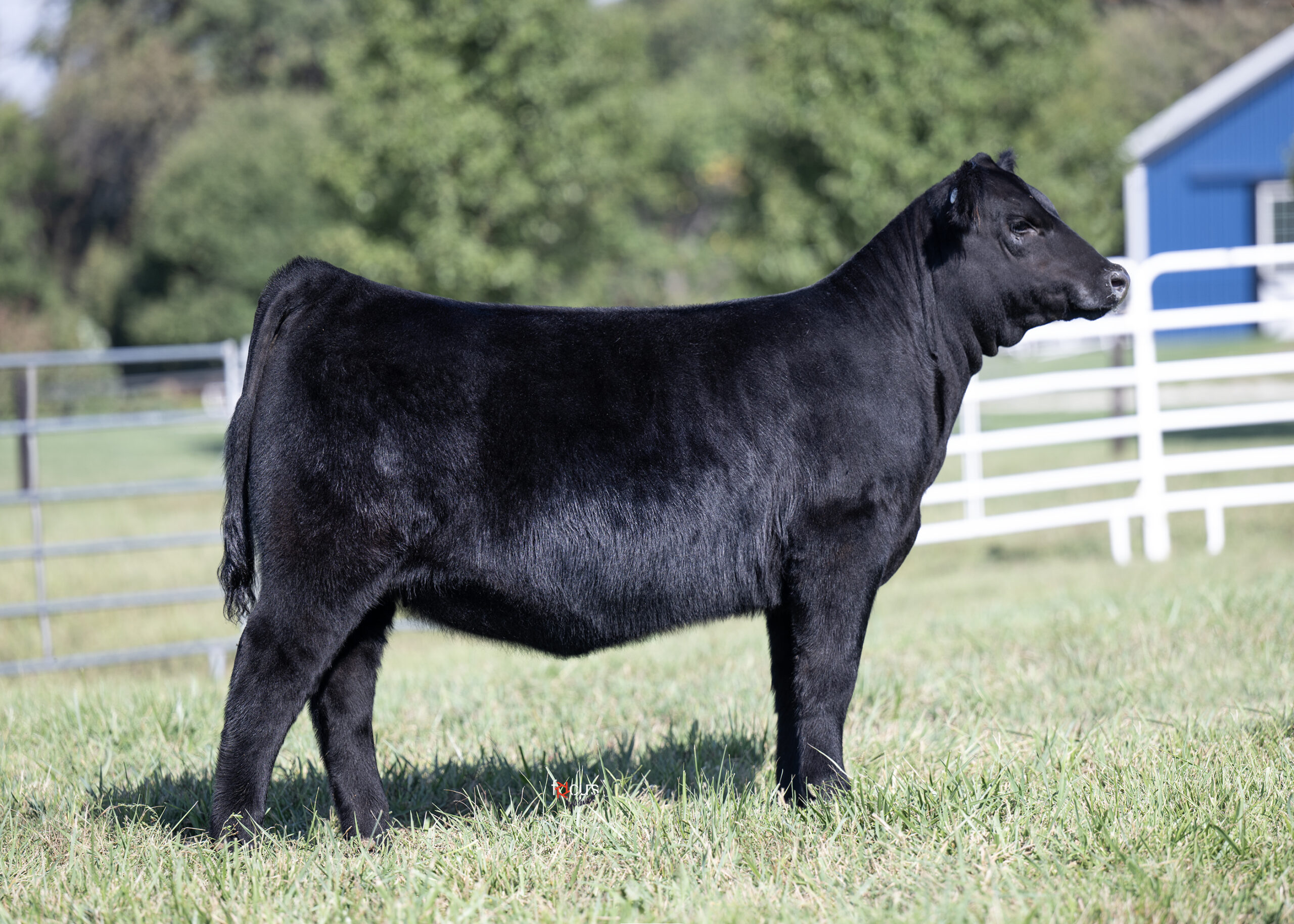 https://www.taloncrestfarms.com/for-sale